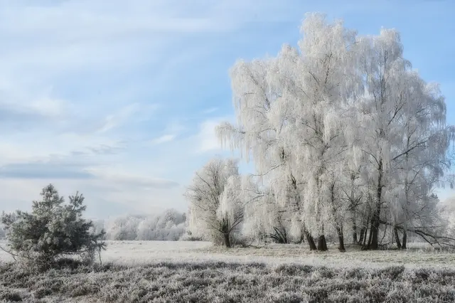 Winter-Wunder-Land Waldheide. | Foto: Michael Harmsen