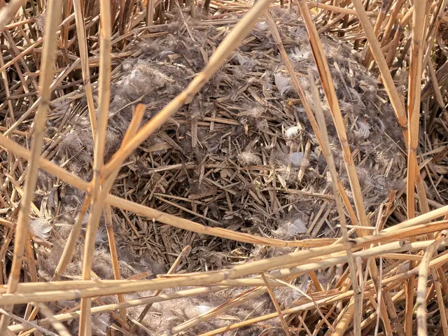 Foto: Heide Böllinger aus Bad Friedrichshall