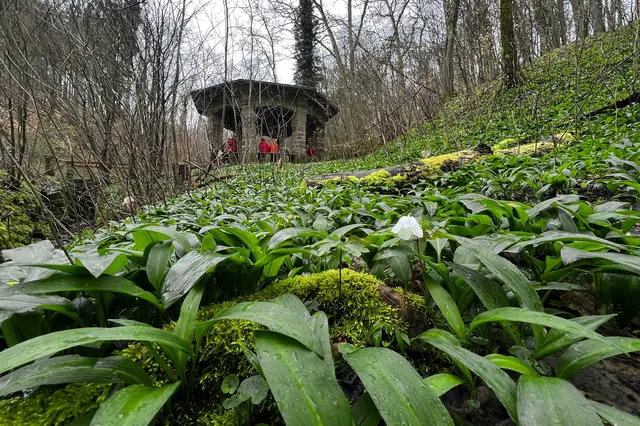 Hier gedeiht der Bärlauch prächtig. | Foto: Michael Harmsen