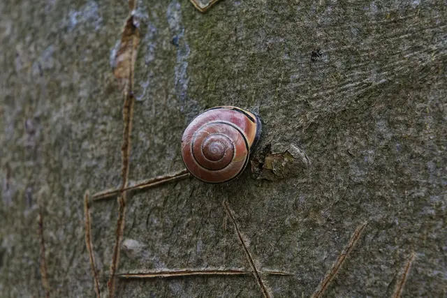 Schnecke auf Buche. | Foto: Michael Harmsen