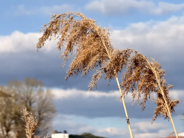 Foto: Heide Böllinger aus Bad Friedrichshall