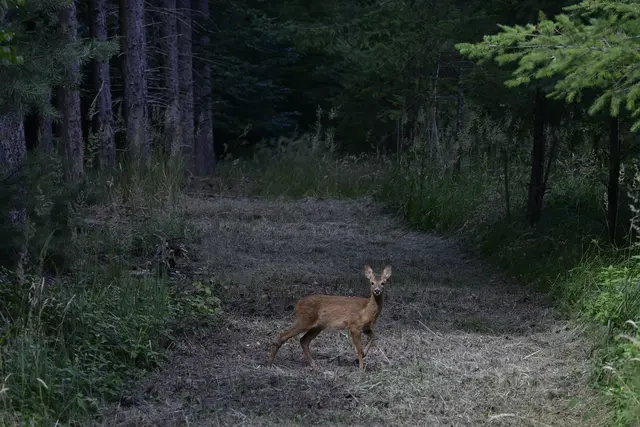 Wer war wohl mehr überrascht? Der Fotograf oder das Reh? | Foto: Michael Harmsen