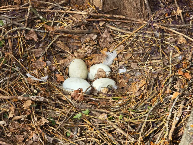 Das Nest mit vier Eiern | Foto: Heidrun Rosenberger