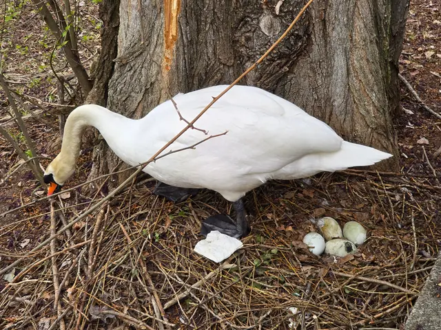 Die Schwänin bessert das Nest aus | Foto: Heidrun Rosenberger