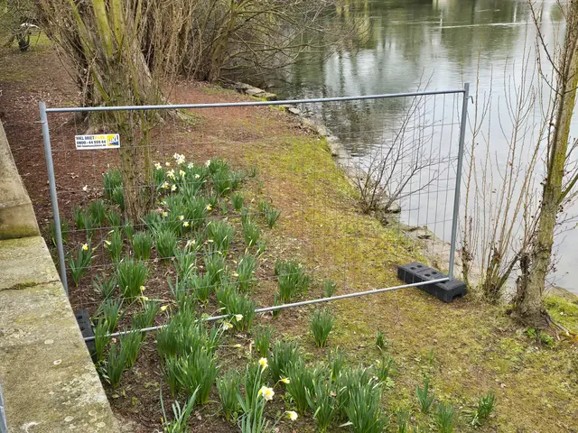 Der Bauzaun direkt am Neckarufer, weit im Hintergrund das Schwanennest. | Foto: Heidrun Rosenberger