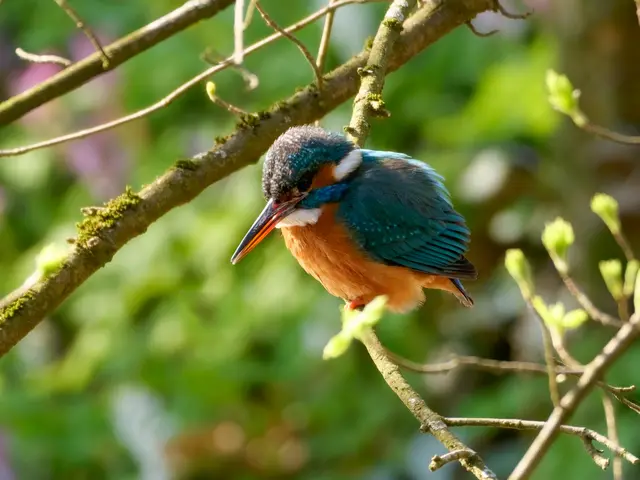 Eisvogel | Foto: Jörg Haffelder