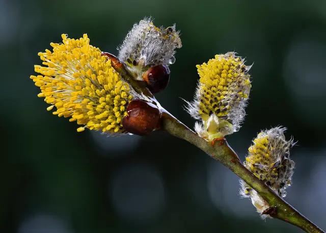 Weidekätzchen aus unserem Garten. | Foto: Rüdiger Reingräber