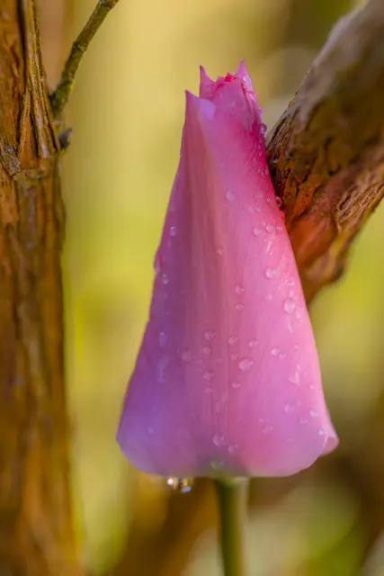 Tulpe | Foto: Helga Rosenberger