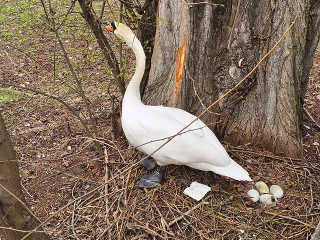 Äste werden direkt vom Baum entnommen. | Foto: Heidrun Rosenberger