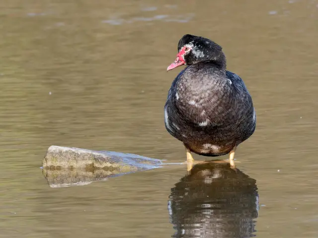 Moschusente | Foto: Jörg Haffelder