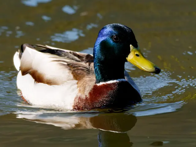 Stockente | Foto: Jörg Haffelder