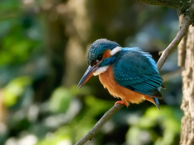 Eisvogel | Foto: Jörg Haffelder