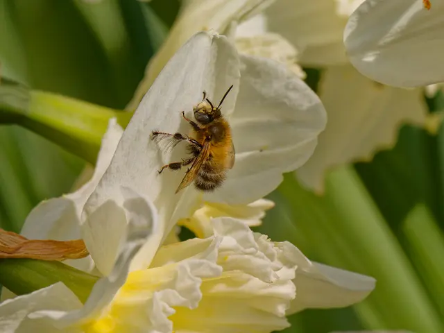 Pelzbiene auf Narcisse | Foto: Eigenes Bild TB