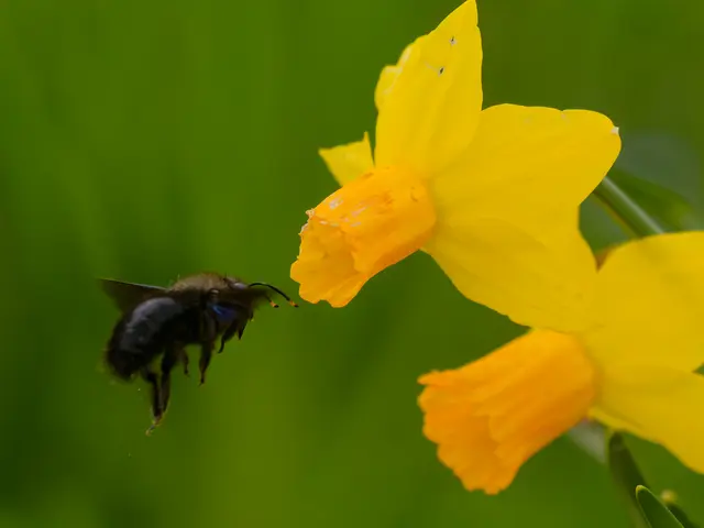 Holzbiene fliegt Narcisse an | Foto: Eigenes Bild TB