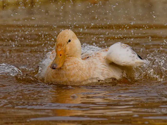 die Ente hatte Spaß (und einen komischen Brutplatz) | Foto: Eigenes Bild TB