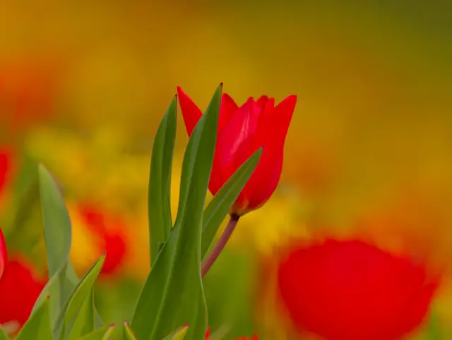 Tulpe
 | Foto: Eigenes Bild TB