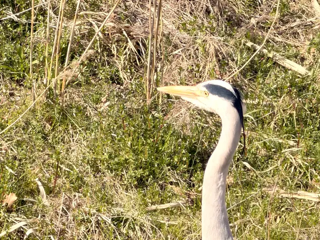 Foto: Heide Böllinger aus Bad Friedrichshall