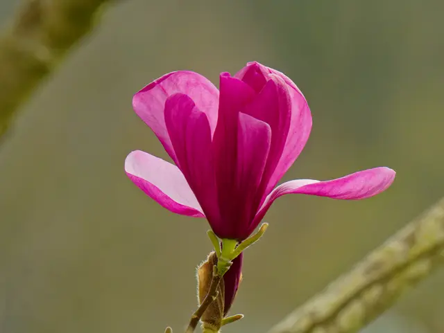 Magnolienblüte | Foto: Eigenes Bild TB