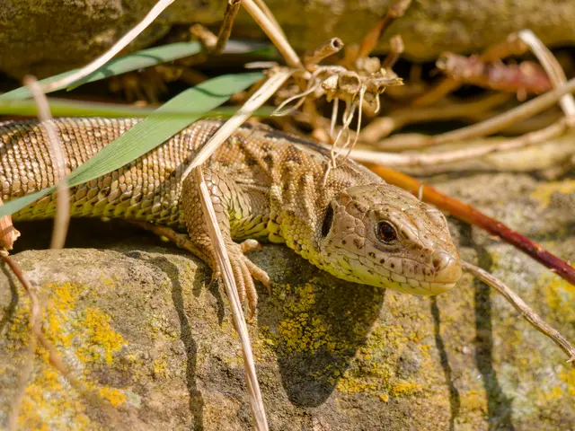 Zauneidechse | Foto: Eigenes Bild TB