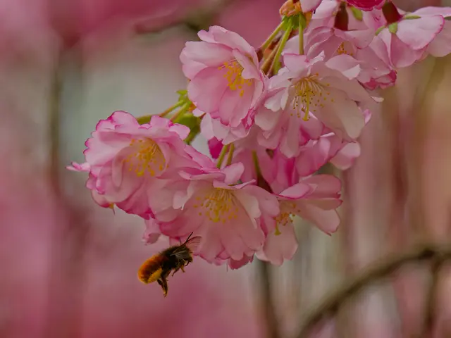 Hängzierkirsche mit Mauerbiene | Foto: Eigenes Bild TB