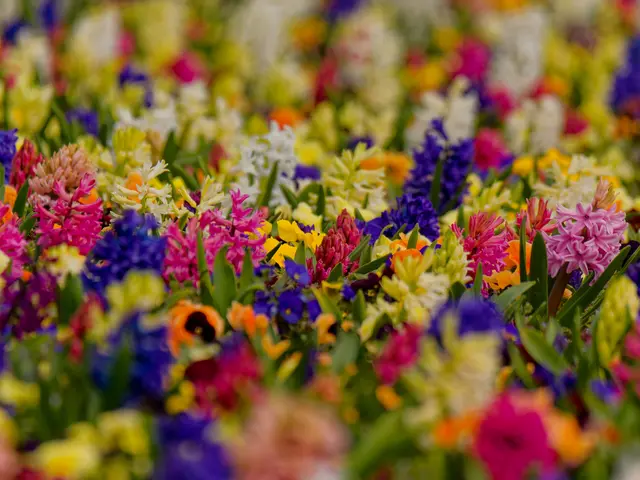 Feuerbeet - farbenfroh und bunt | Foto: Eigenes Bild TB