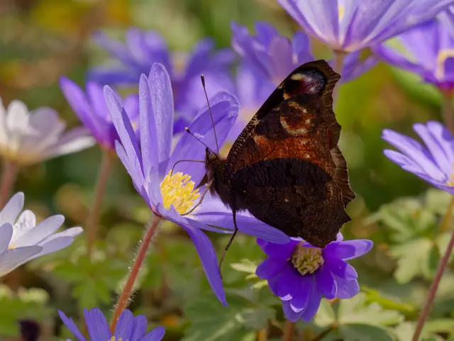 Pfauenauge auf Anemone | Foto: Eigenes Bild TB