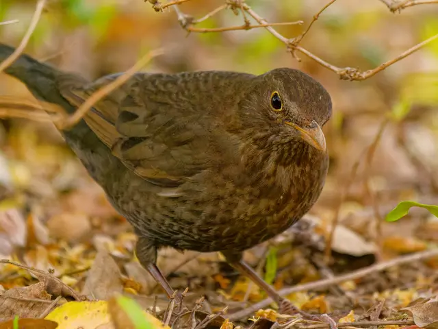einsehr neugieriges und garnicht scheues Amselmännchen | Foto: Eigenes Bild TB