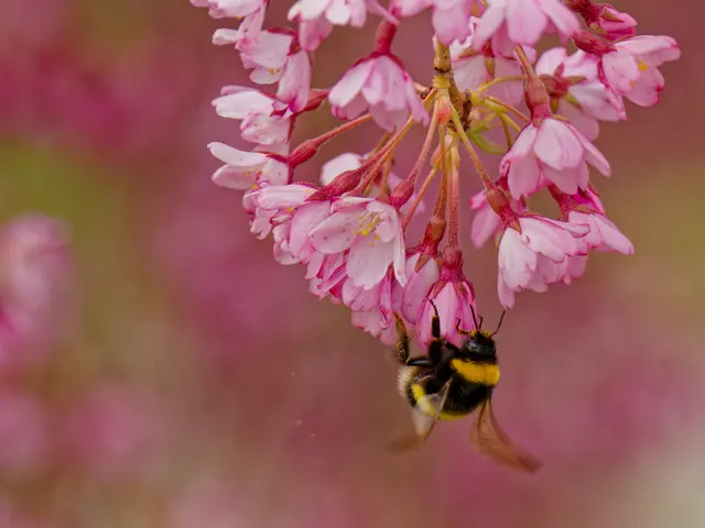 ...und Hummel | Foto: Eigenes Bild TB