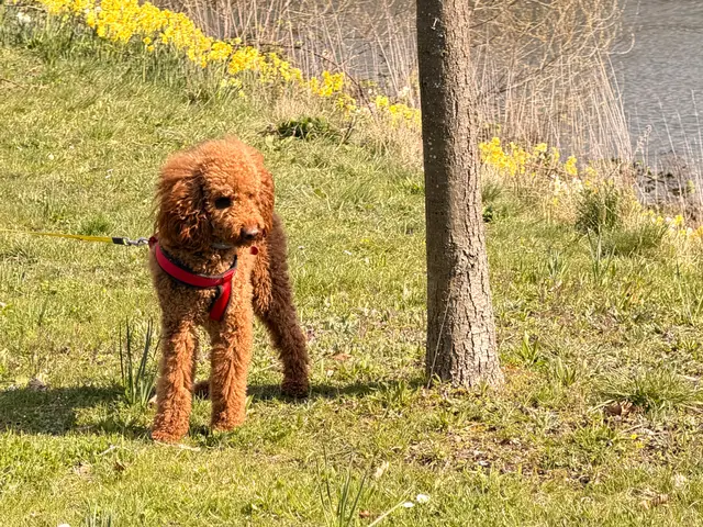 Foto: Heide Böllinger aus Bad Friedrichshall