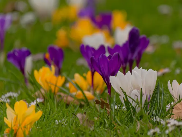 Krokusbeet | Foto: Eigenes Bild TB