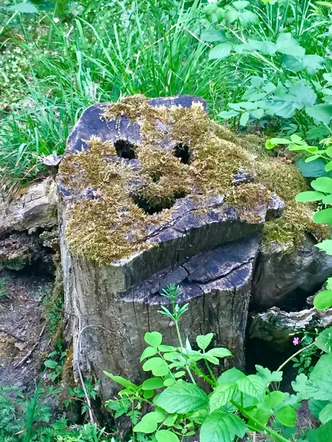 Ein moosiges Gesicht... immerhin freundlich.  | Foto: Heide Böllinger