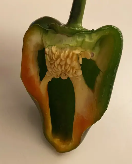 Bei den ganzen tollen Fotos der Heimatreporter ist sogar die Paprika schockiert.  | Foto: Thorsten Kern