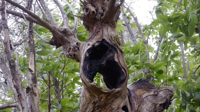 Eine naturgeschaffene Skulptur, die zu schreien scheint.  | Foto: Gerhard Hölzel