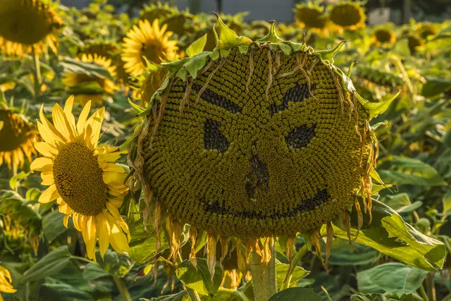 Mit dieser Sonnenblume könnte man sich glatt unterhalten.  | Foto: Egon Groß