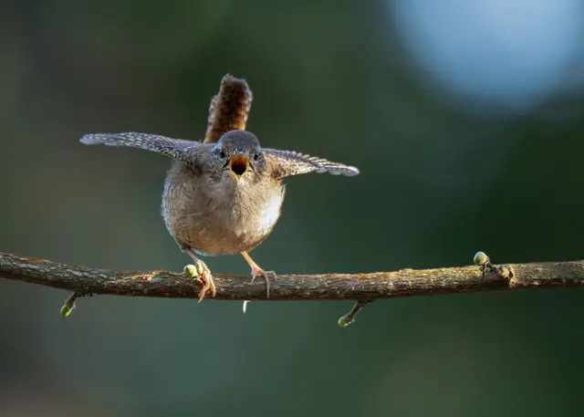 Auf dem Heilbronner Hauptfriedhof gibt es viele Tiere zu entdecken. Unter anderem hat Elke Köbernick diesen süßen Zaunkönig vor die Linse bekommen. | Foto: Elke Köbernick