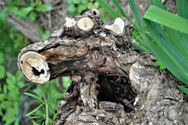 Wem dieses Gesicht wohl gehört? Der Fantasie sind jedenfalls keine Grenzen gesetzt.  | Foto: Jutta Koster