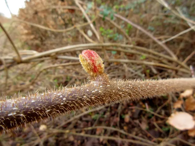 Dann wuchert ein Kiwi Strauch den Weg zu | Foto: WandernGabyErich