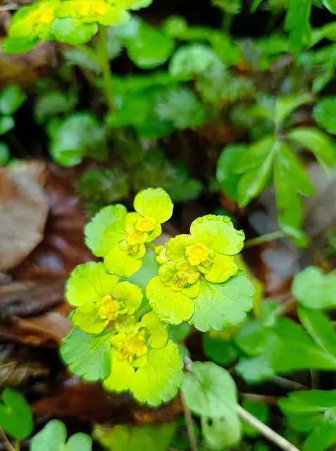 Milzkraut | Foto: Aurelia Kling