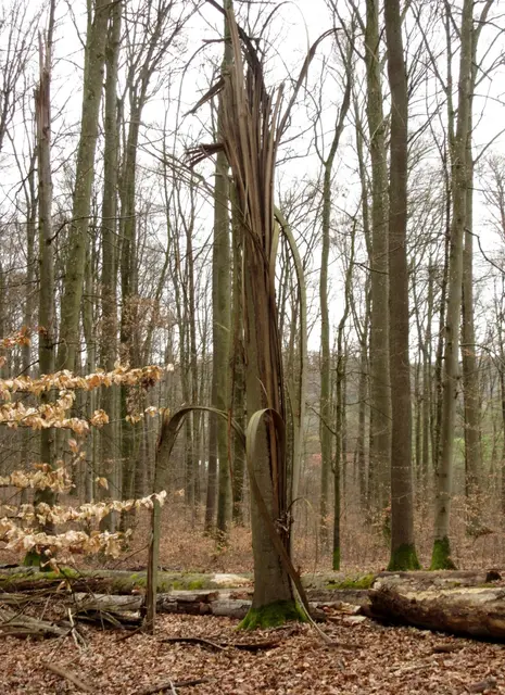 Vermutlich Blitzschlag? | Foto: WandernGabyErich