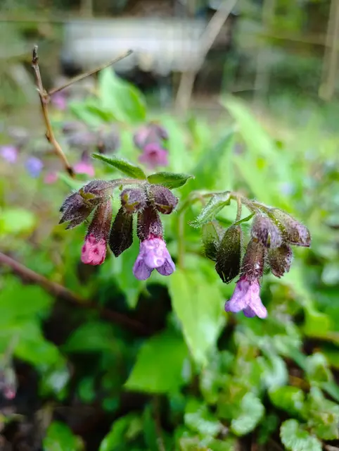 Lungenkraut | Foto: Aurelia Kling