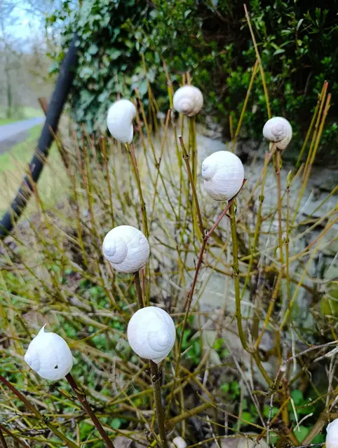 Schneckenhäuser | Foto: Aurelia Kling