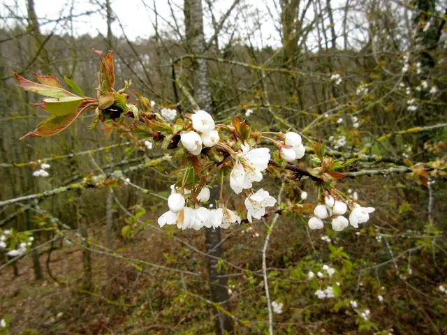 Erstaunlich, gerade oben die Kirschblüte | Foto: WandernGabyErich