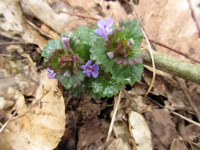Gundermann auf dem Weg zum Hintersberg hinauf | Foto: WandernGabyErich