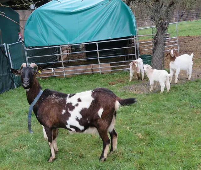 Zicklein in Farnersberg | Foto: Aurelia Kling