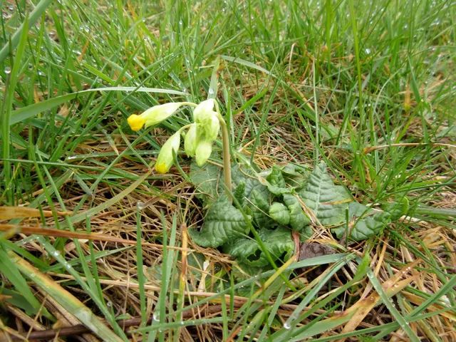 Und die allererste ECHTE Schlüsselblume in diesem Jahr | Foto: WandernGabyErich