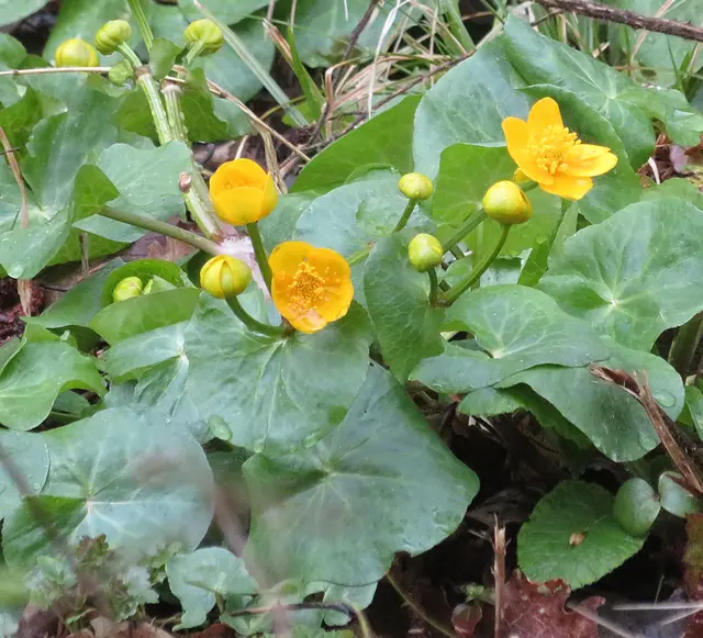 Sumpfdotterblumen am Farnersberger Bach | Foto: Aurelia Kling