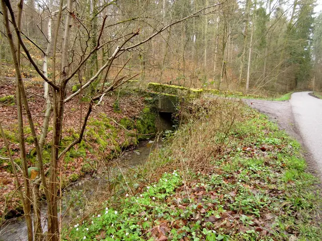 Der Farnersbach im Naturschutzgebiet sorgt wohl für das feuchte Klima im Tal, was so herrliche Pflanzen hervorbringt | Foto: WandernGabyErich