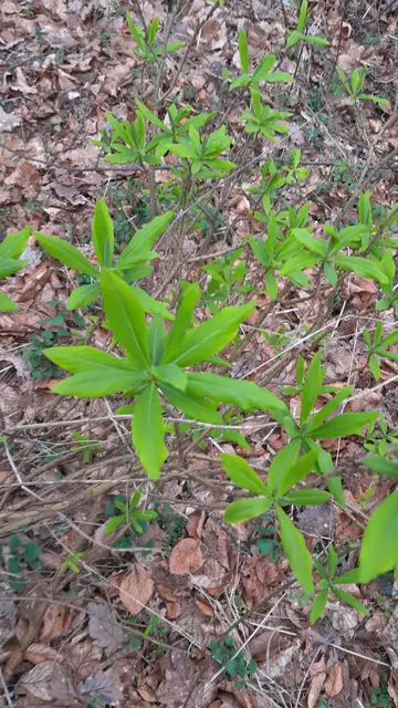Später einen Seidelbast gefunden auf dem Hintersberg | Foto: WandernGabyErich