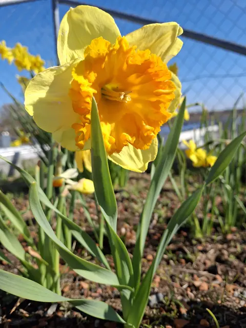 Osterglocken | Foto: Norbert sanftmann 