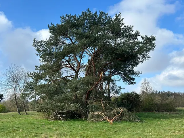 Hier wohnten mal ein Falkenpaar. Der Sturm hat ihre Behausung aber zerstört | Foto: Marion Hendel